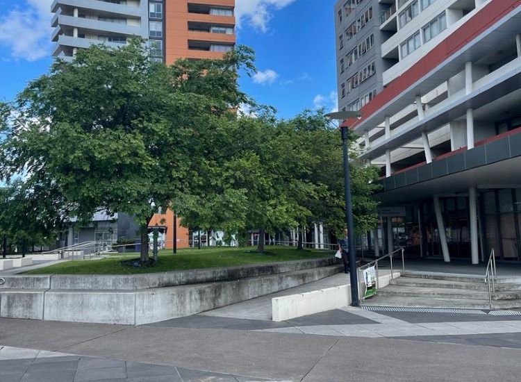 tree in inner Hurstville