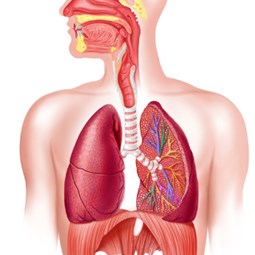 Mastering Diaphragmatic Breathing: Unlocking Your Core’s Full Potential