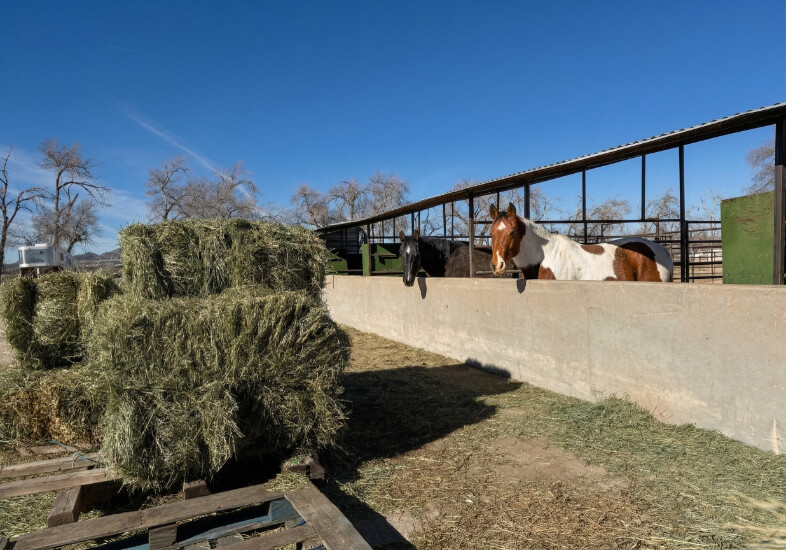 Horses in covered boarding stalls at K&J Horse Boarding.