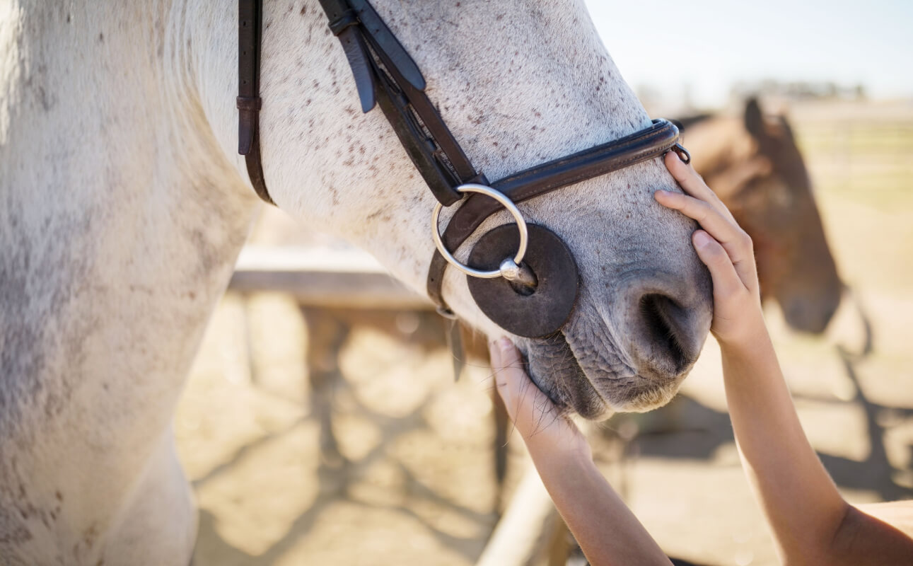 Horse and rider working together at K&J Horse Boarding.