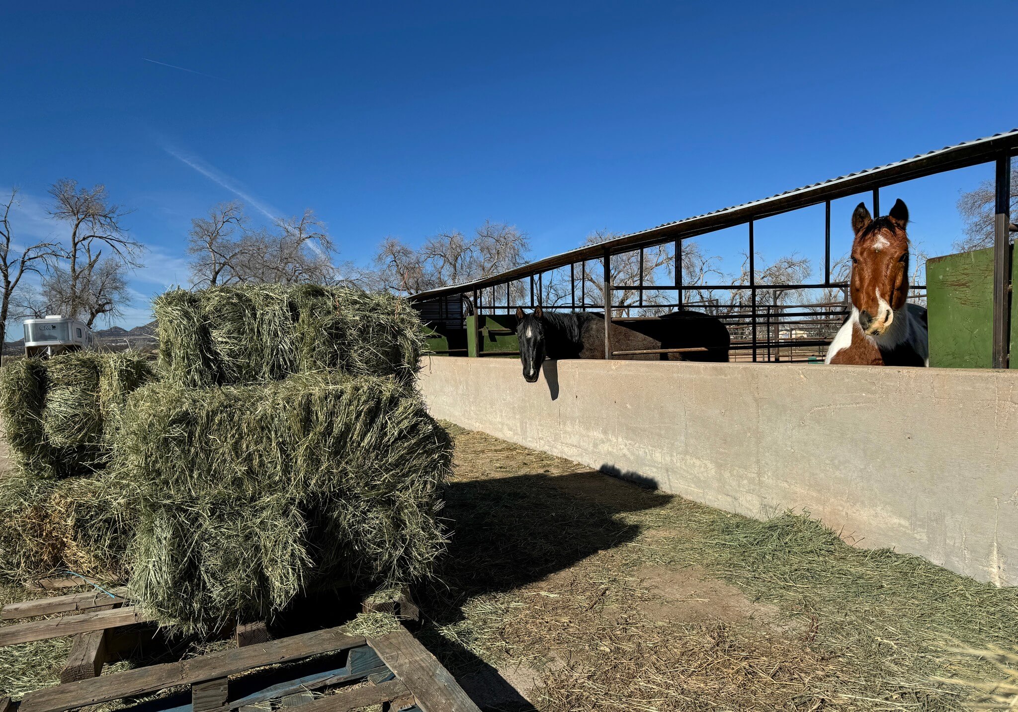 Horses with hay bales.
