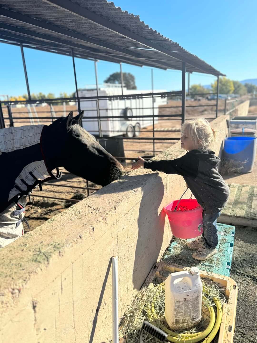 Child feeding a black horse.