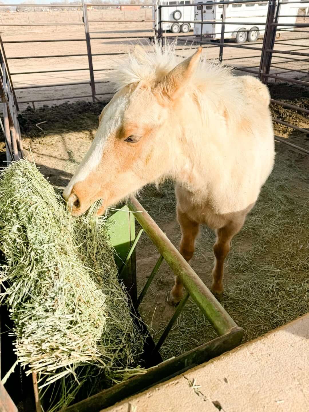 Horse feeding on hay in stall.