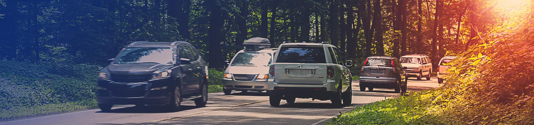 Cars driving along a NYC road with golden afternoon light filtering through the trees.
